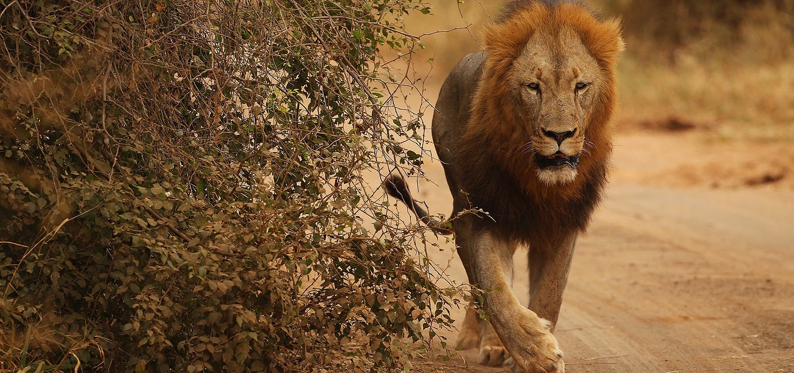lion
