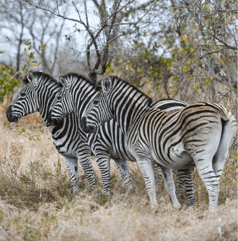 Three zebras under a tree in African bush