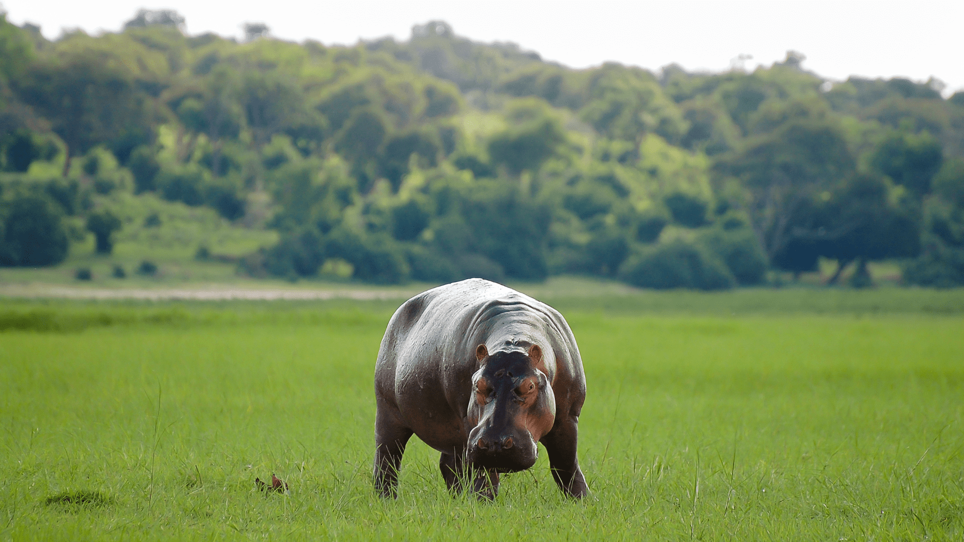 Explore breathtaking safari adventures and destinations. Check out our photo and video gallery now! Experience the wild today.