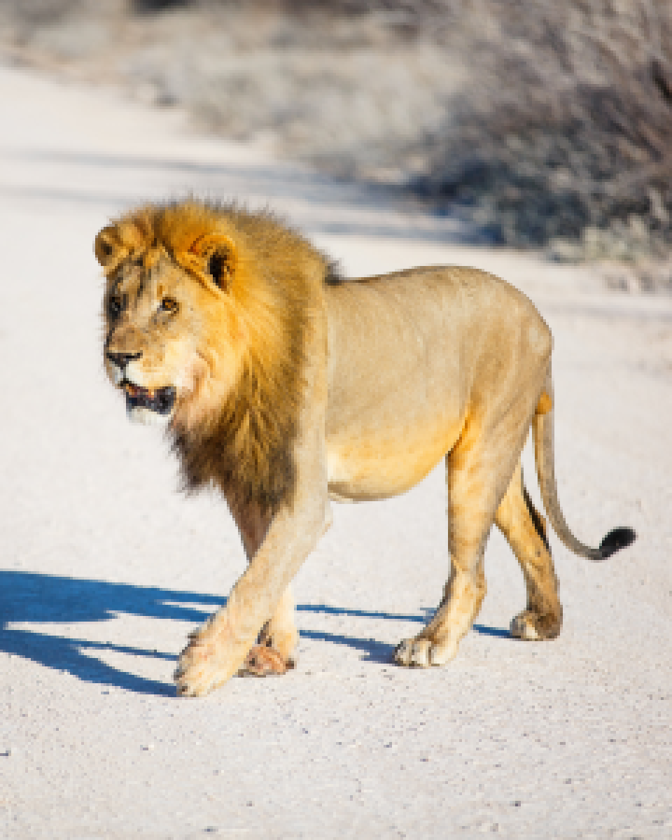 safari ranger lion