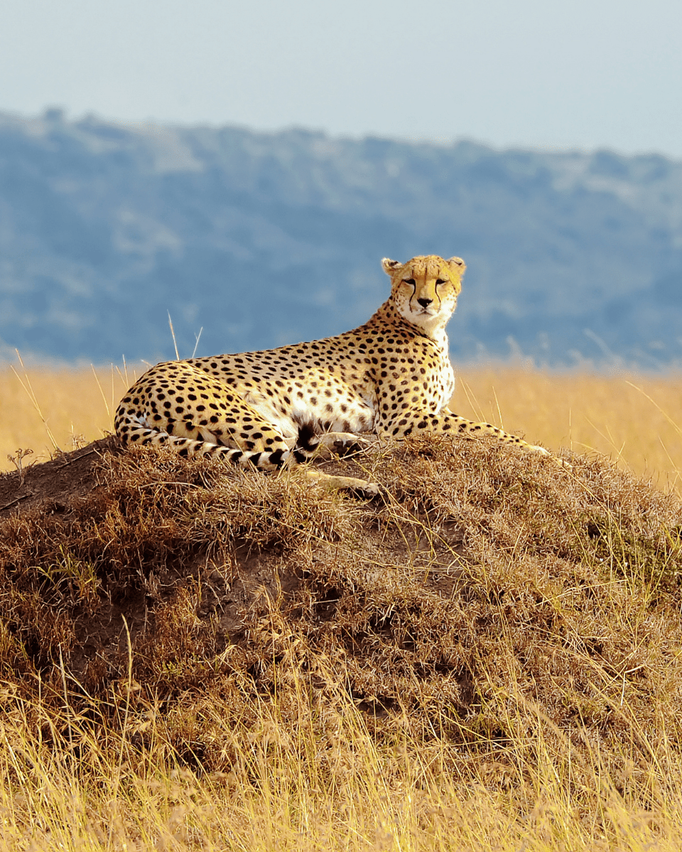 safari ranger lion