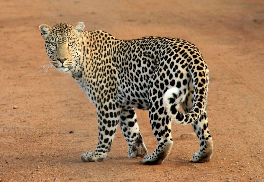 leopard-Tailor-made African Safaris