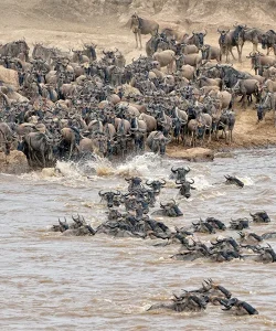 The best time of year for an African Safari