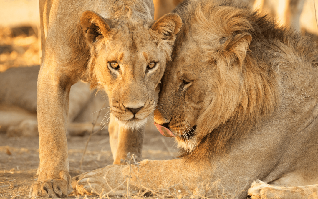 South African Safari luxury Etiquette – How to Respect Wildlife and Local Communities