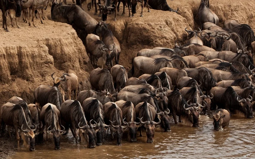 The Best Time of year for an African Safari Visit: A Seasonal Guide to Ranger Buck Safaris