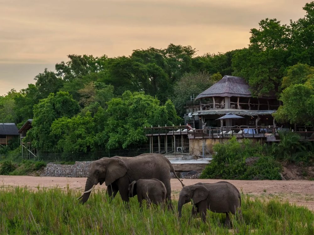 Elephants feeding in front of Jock Safari Lodge at dusk