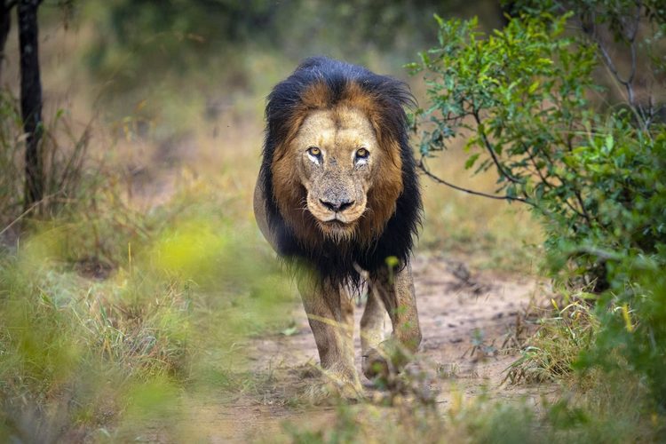 Male lion walking through the bush at Kapama