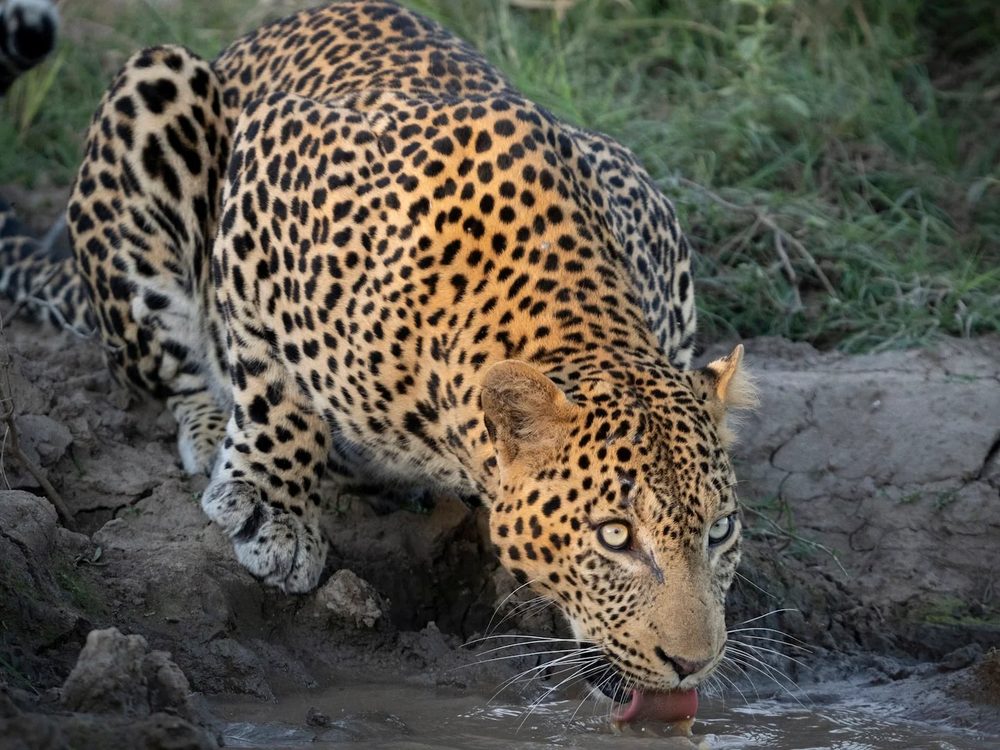 Leopard drinking at a waterhole in the Kapama reserve