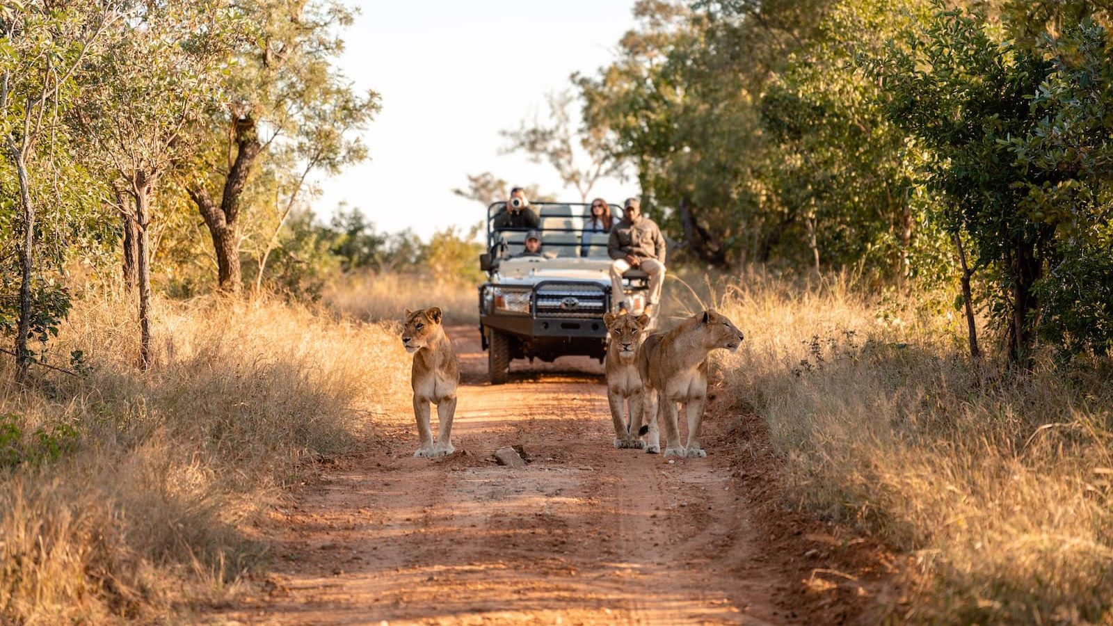 Lion pride walking down a reserve road towards a game vehicle at Kapama
