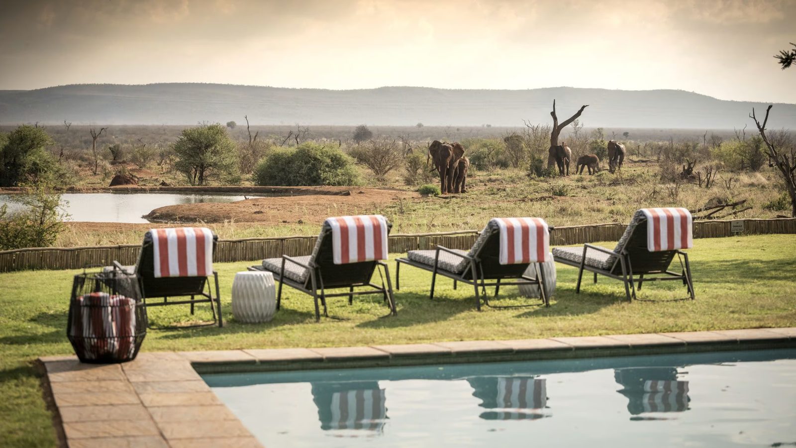 Elephant herd at the waterhole beyond the pool and sun loungers at Madikwe Safari Lodge