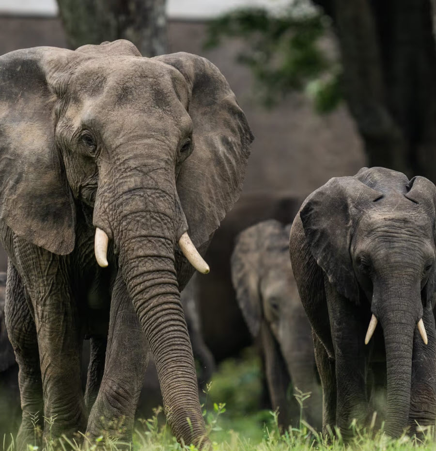 Elephant herd approaching through the MalaMala bush