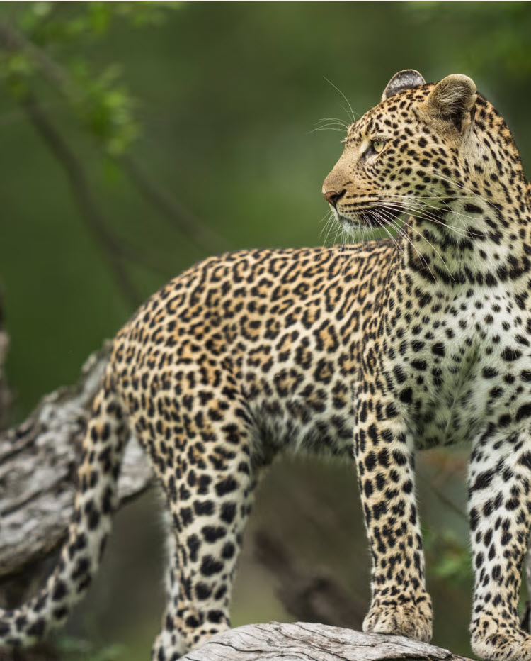 Leopard standing on a fallen tree at MalaMala Game Reserve