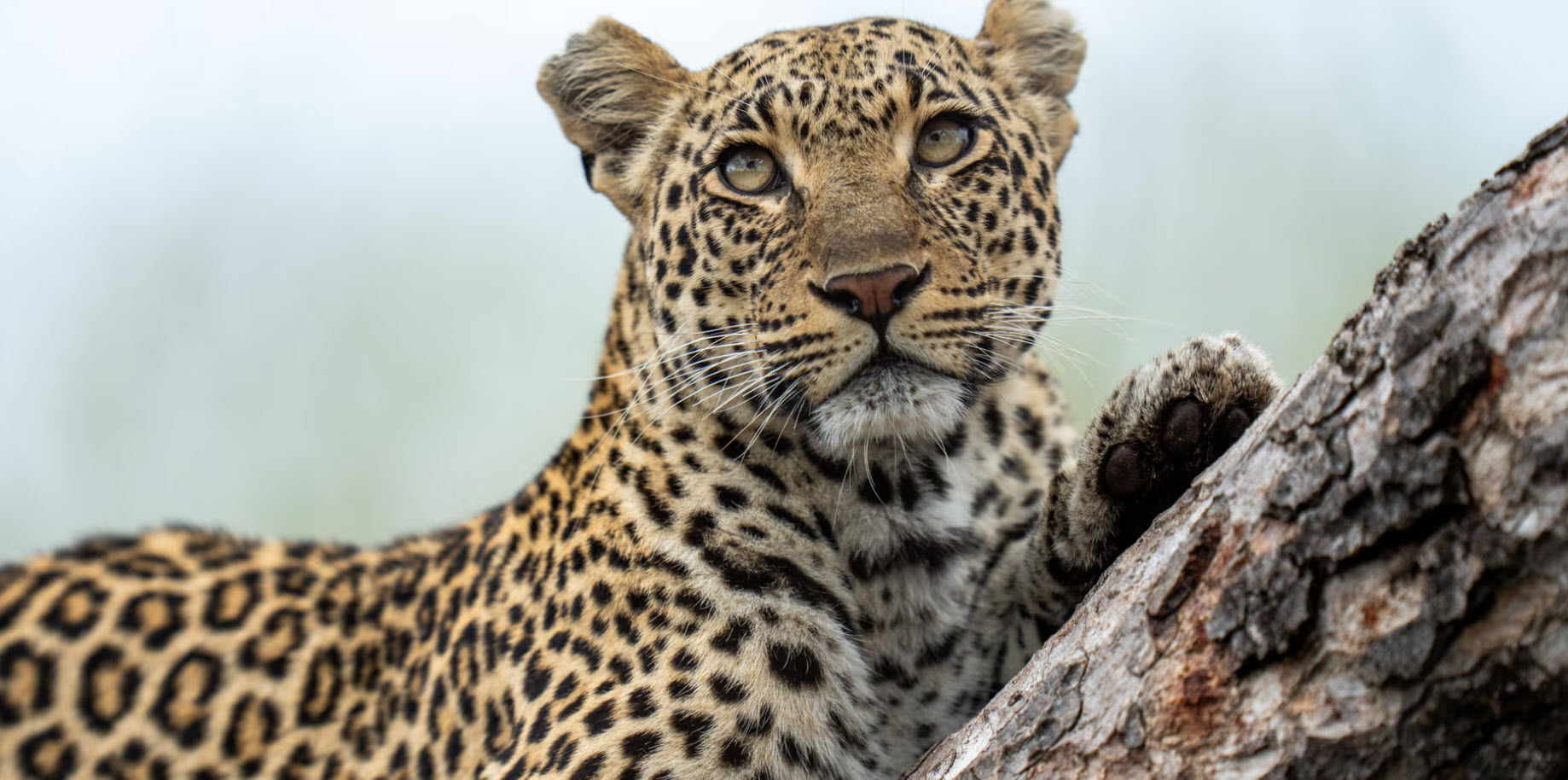 Leopard resting on a fallen tree at MalaMala Game Reserve