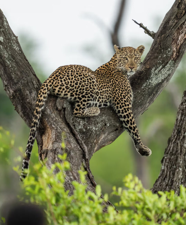 Leopard resting in a tree at MalaMala Game Reserve