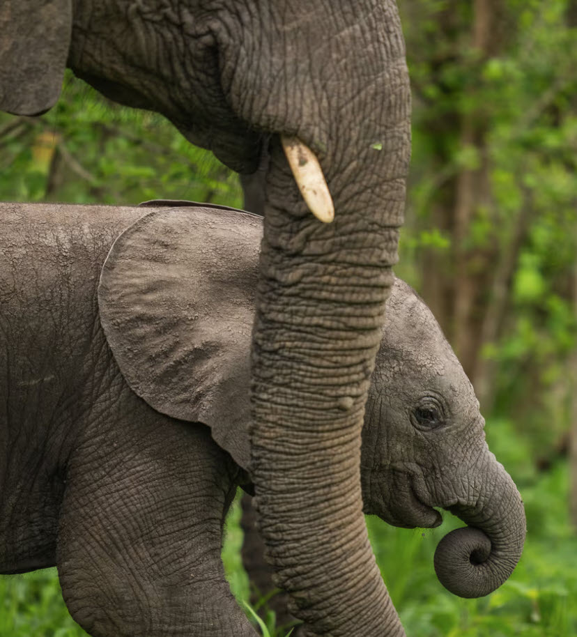 Elephant calf walking beside an adult at MalaMala