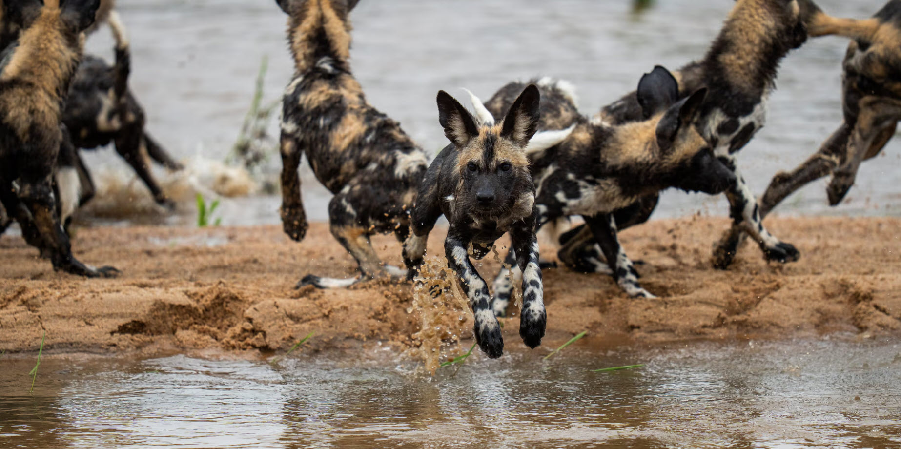 African wild dogs crossing a waterhole at MalaMala Game Reserve