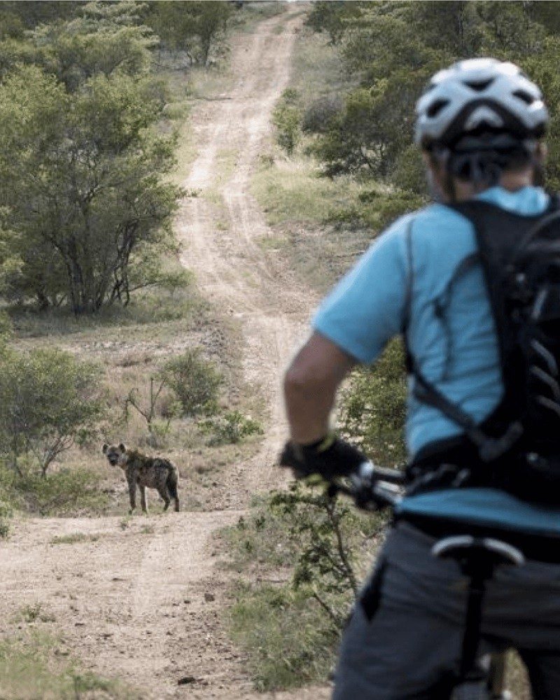 Rider stopped on a game track watching a hyena ahead in the Greater Kruger
