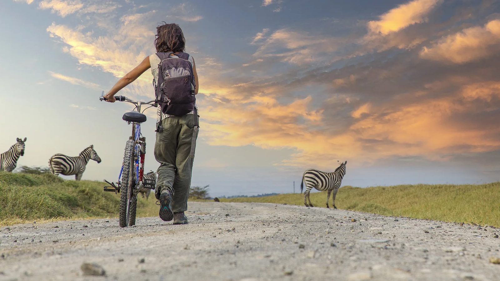 Mountain biker pushing a bike along a game track past zebra at sunset in a Big Five reserve