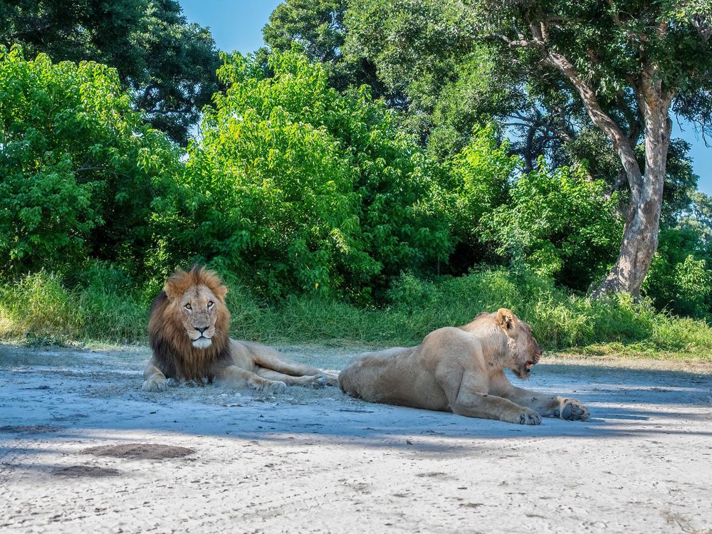 Lion and lioness resting in the shade in the Okavango Delta