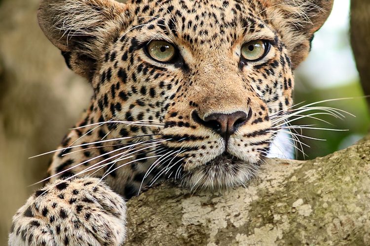 Leopard at Phinda Private Game Reserve