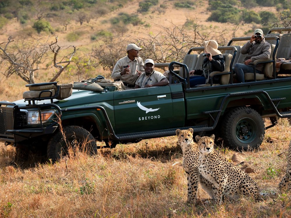 Cheetah pair beside an andBeyond game vehicle at Phinda