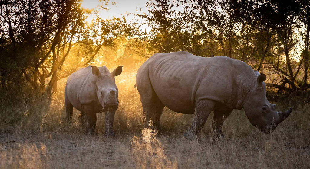 four-night Rhino Conservation Experience