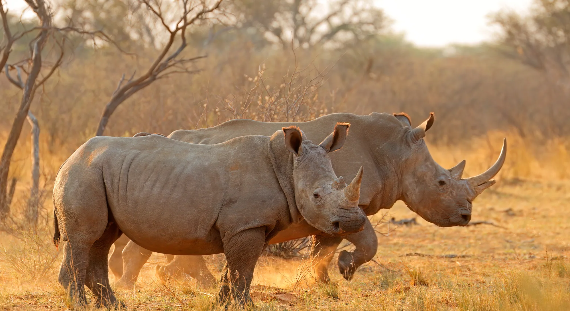 Two white rhinos in the Greater Kruger bush