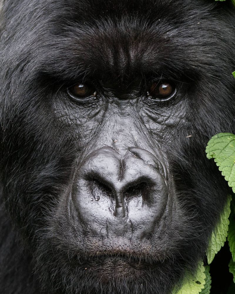 Close portrait of a mountain gorilla in Volcanoes National Park, Rwanda