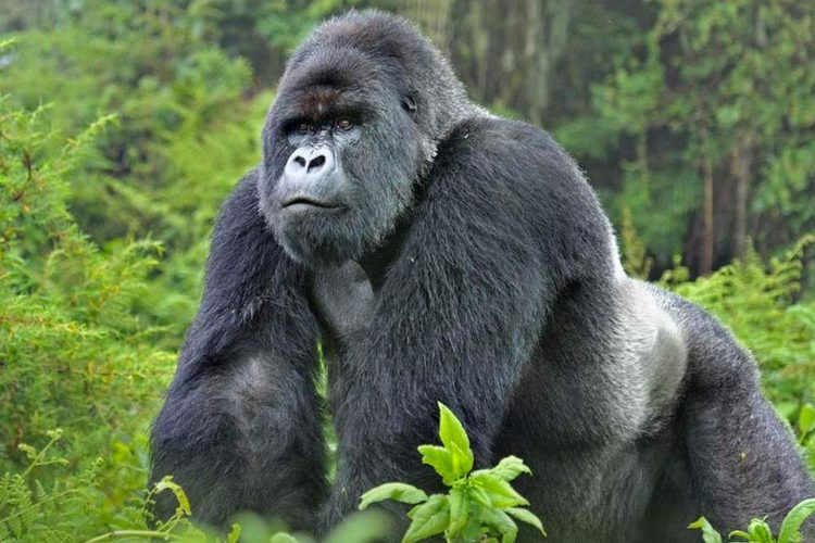 Mountain gorilla in the Volcanoes National Park, Rwanda