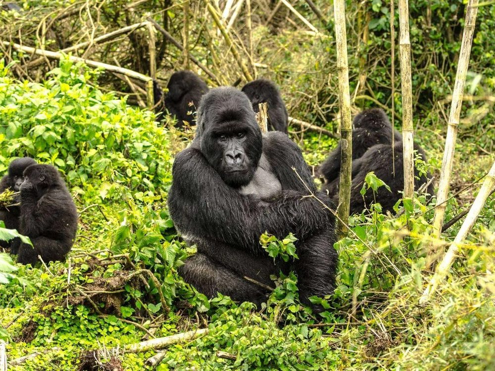 Mountain gorilla family feeding in bamboo in Volcanoes National Park