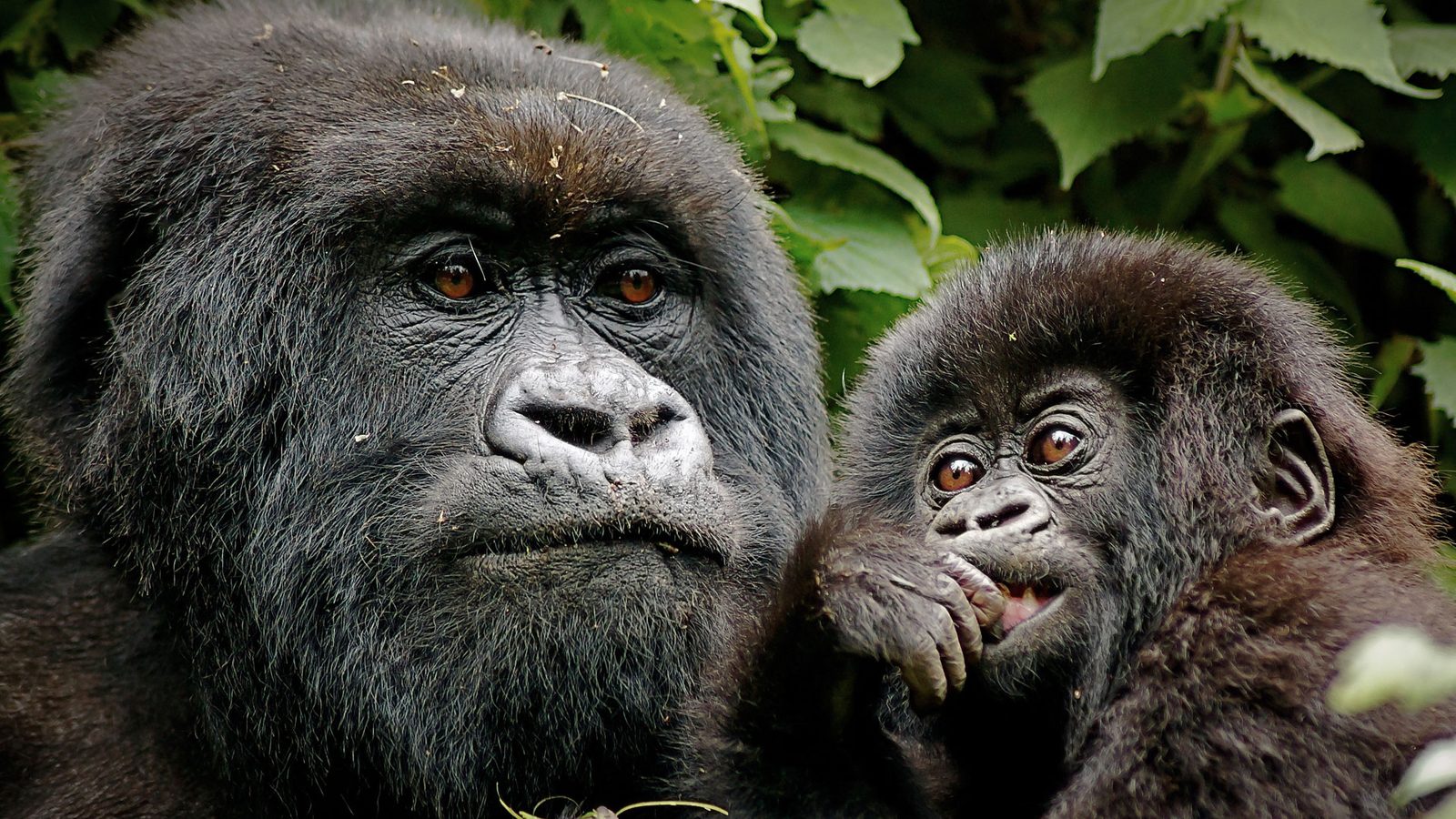 Silverback mountain gorilla and juvenile in the Virunga forest, Rwanda