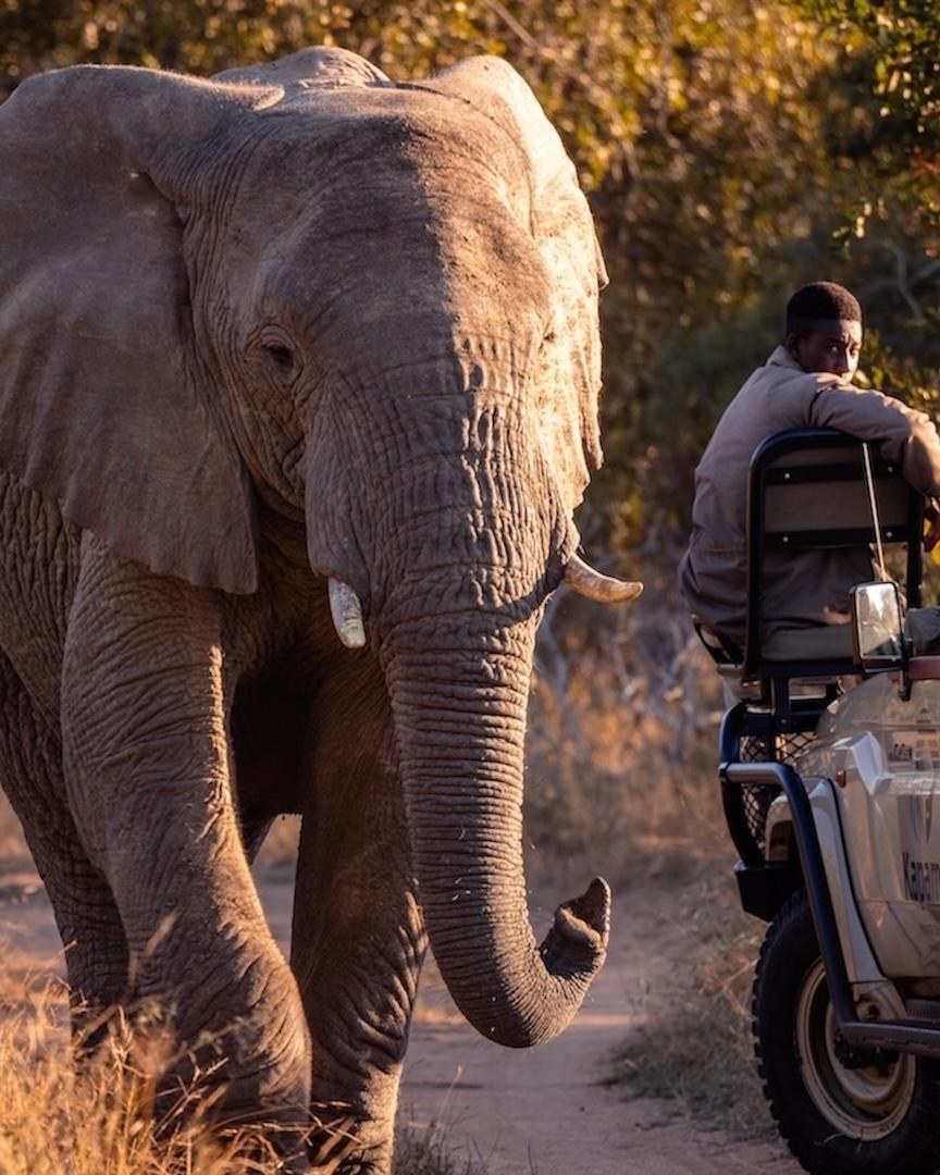 A bull elephant walking down a sand road towards an open game viewer at Kapama Private Game Reserve