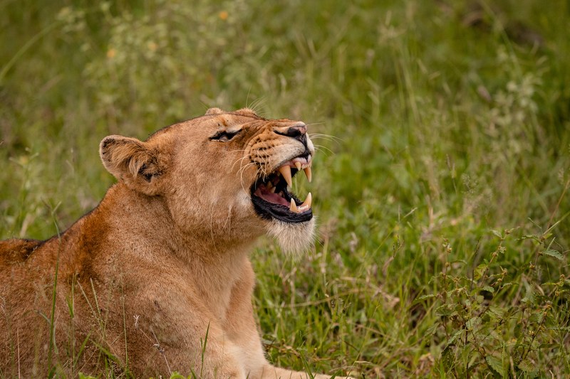 A lioness in long grass at Kapama Private Game Reserve