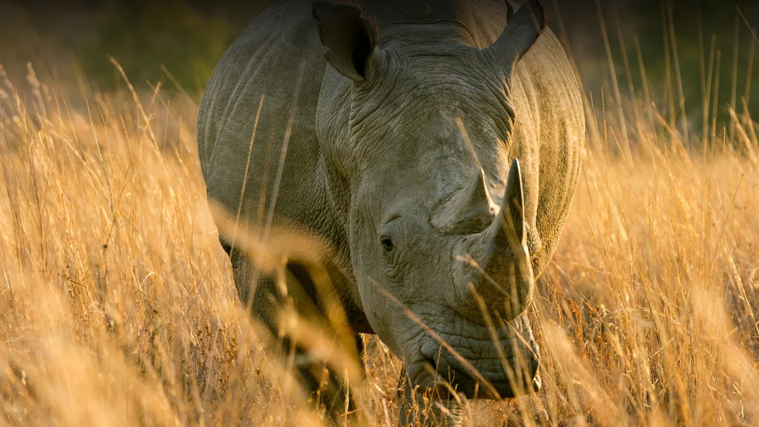 A white rhino standing in backlit golden grass at Kapama Private Game Reserve