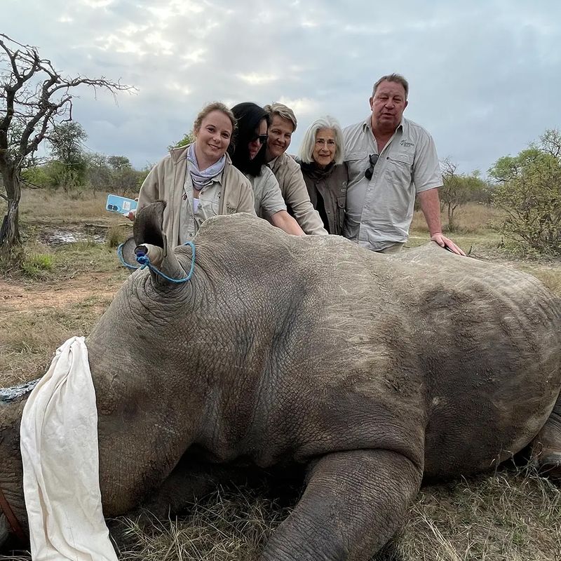 Guests and the veterinary team gathered behind a sedated and blindfolded white rhino during a conservation procedure