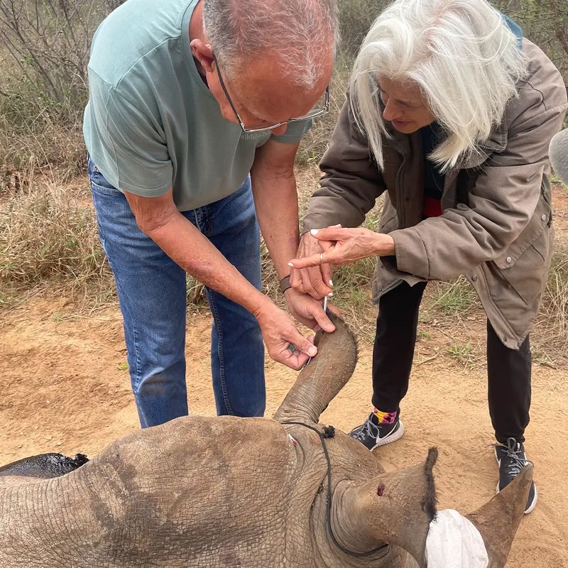 Two guests kneeling beside a sedated rhino, their hands resting on its head, during a rhino darting experience
