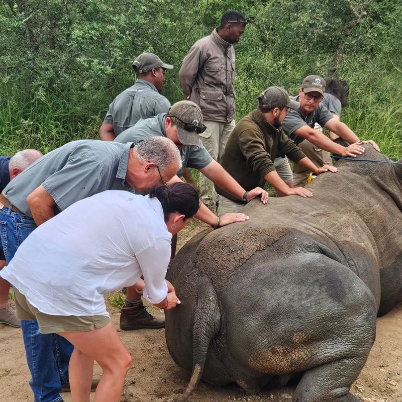 The full veterinary and ranger team working around a sedated white rhino, with guests assisting