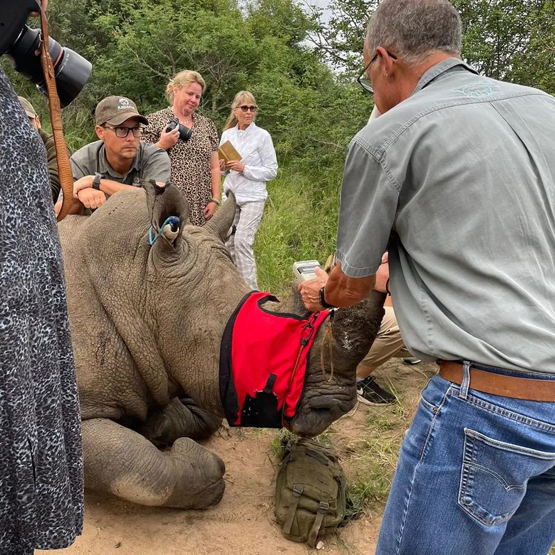 The veterinary team working at the head of a sedated rhino while guests watch from a short distance