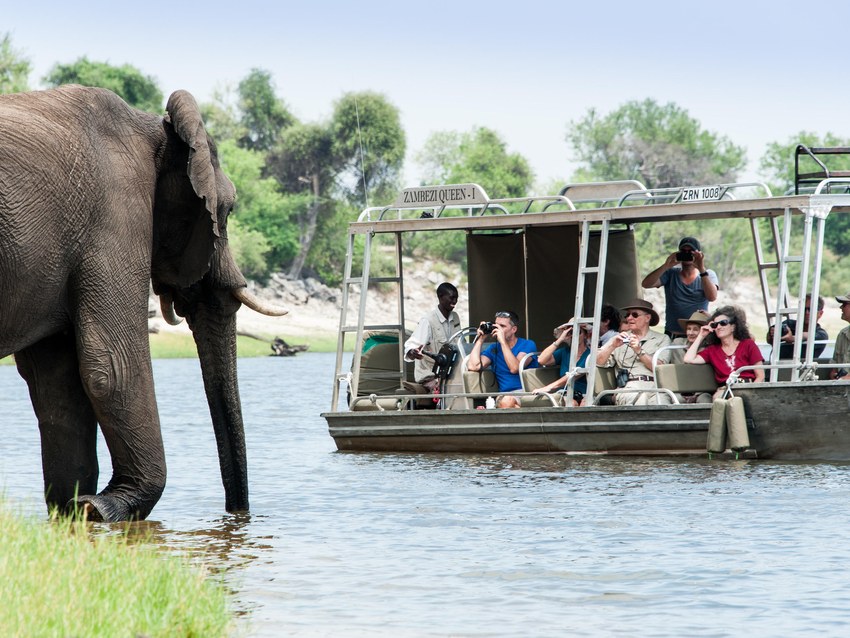 Guests in a small tender boat on the Chobe River watching an elephant standing at the water's edge a few metres away