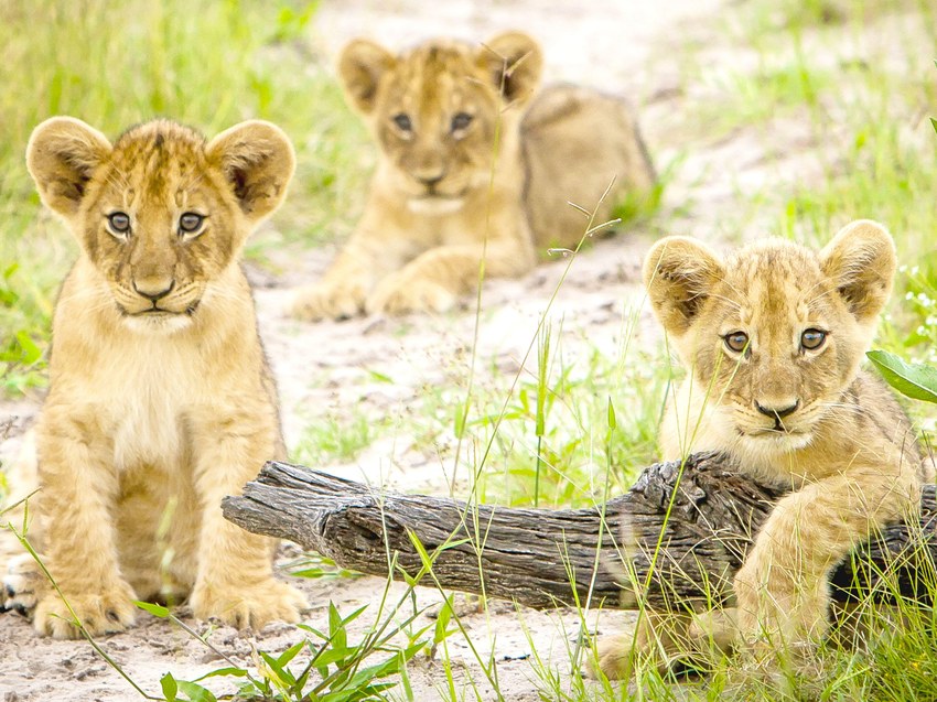 Three lion cubs resting beside a fallen log in the NG12 concession, Okavango Delta