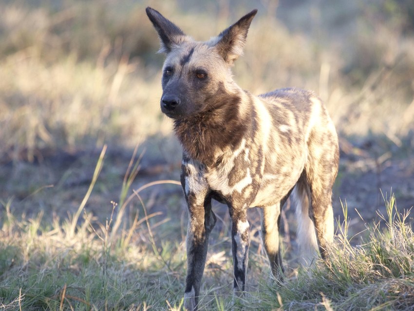 An African wild dog standing in dry grass in the NG12 concession, Okavango Delta