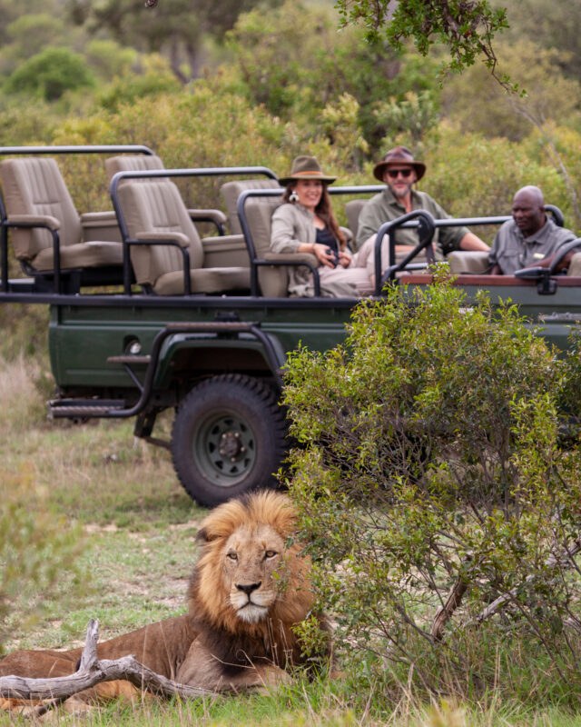 Male lion resting beside an open game vehicle and guests in the Timbavati Private Nature Reserve