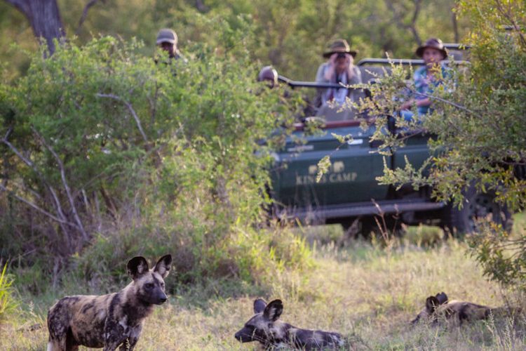 Wild dogs watched from a Kings Camp game vehicle in the Timbavati