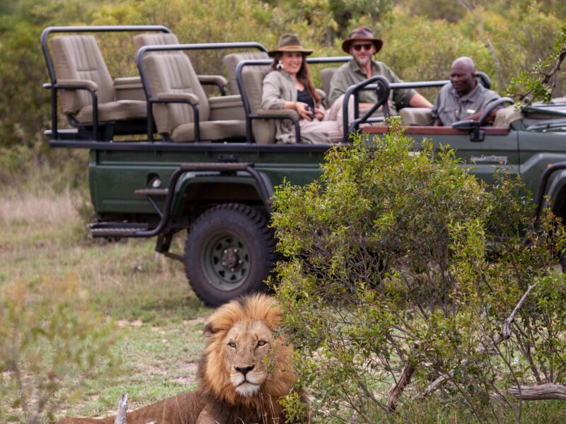 Male lion resting beside an open game vehicle and guests in the Timbavati