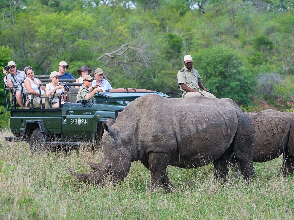 White rhinos beside a Sabi Sabi game vehicle in the Sabi Sand