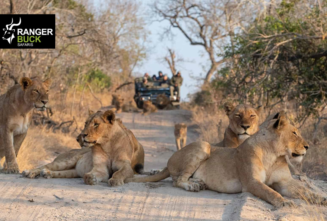 Ultimate South African Safari Tour to Thornybush