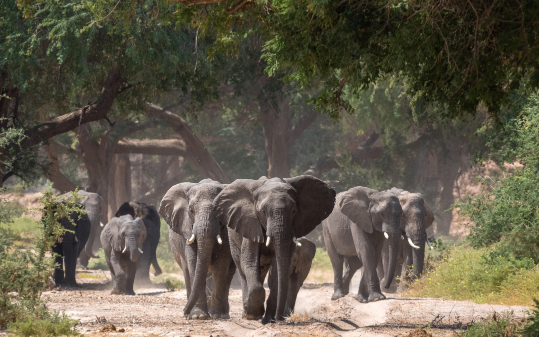Why a South Africa Safari Tour Should Be on Your Bucket List