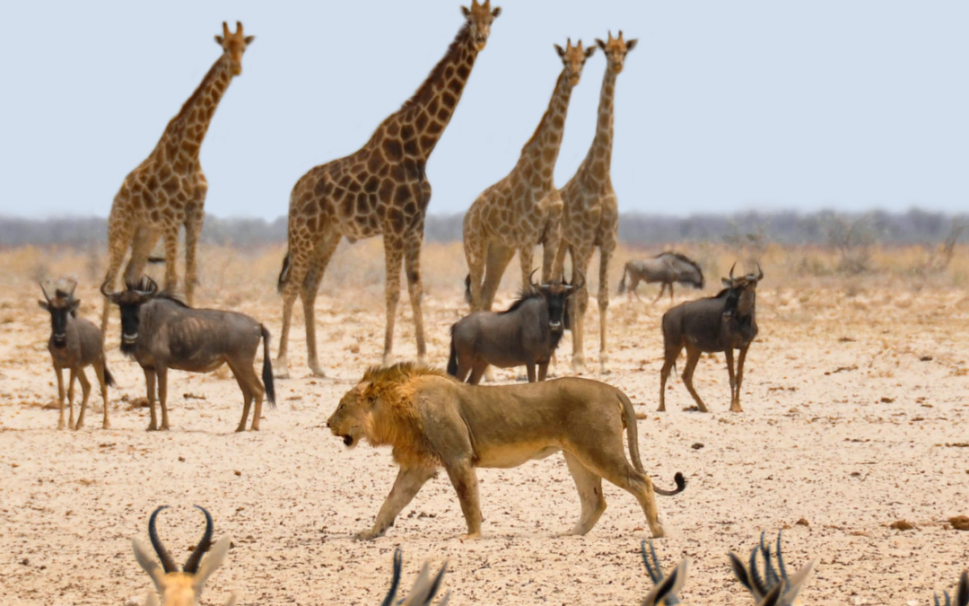 🐘 Trips to Africa Safari with Ranger Buck: The Wild Is Calling
