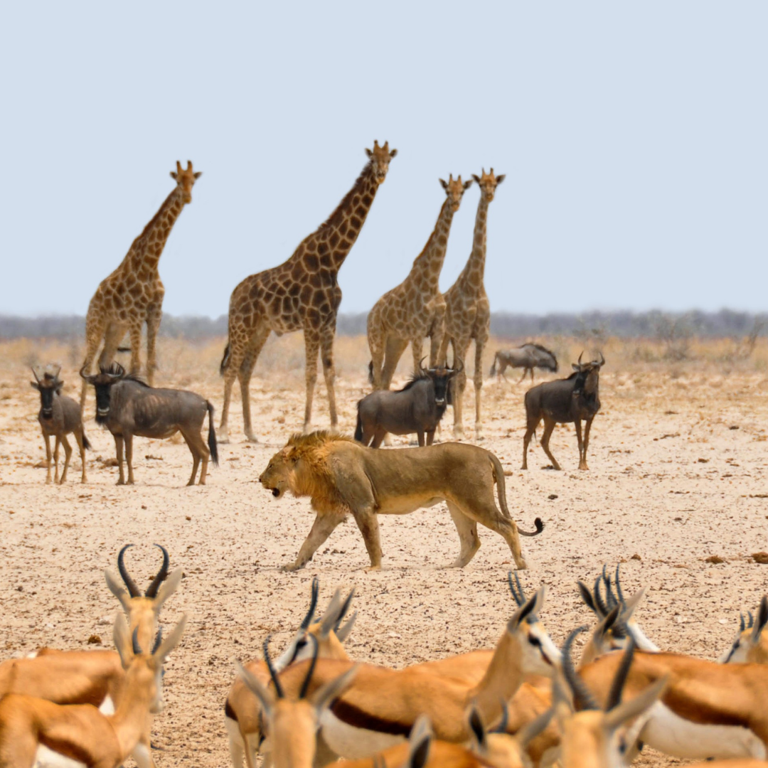 Namibia Trips to Africa Safari