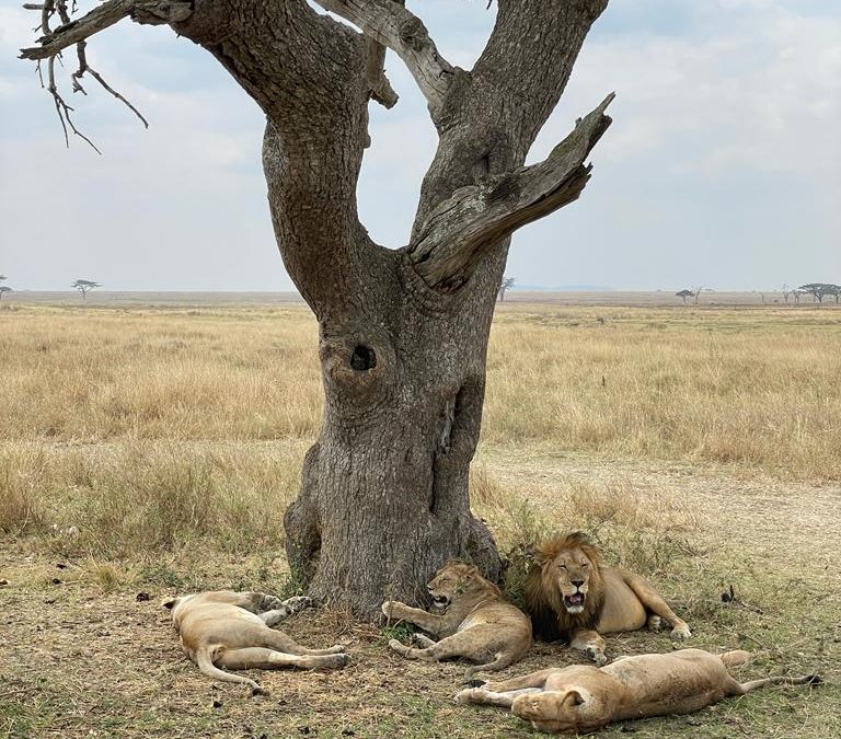 Unforgettable Safari Adventures with Ranger Buck Safaris